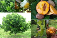 Абрикос американский: фото дерева, листьев, цветков, плодов