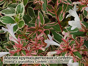Абелия крупноцветковая Confetti (Abelia grandiflora 