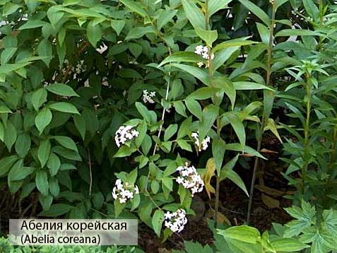 Абелия корейская (Abelia coreana) фото
