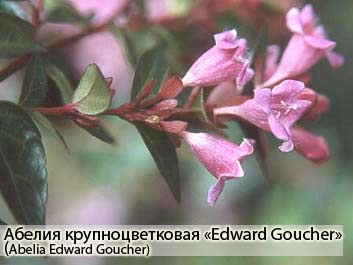 Абелия крупноцветковая «Edward Goucher»
(Abelia Edward Goucher) фото