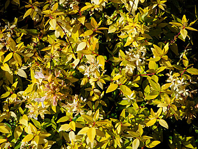 Абелия с желтыми листьями фото, Абелия крупноцветковая Francis Mason фото, абелия фрэнсис мэйсон
