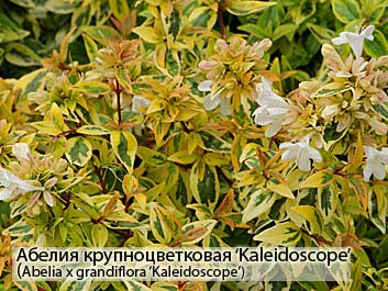 Абелия крупноцветковая  (Abelia grandiflora Kaleidoscope фото