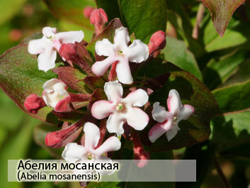 Абелия мосанская (Abelia mosanensis) фото