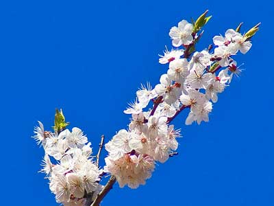 Абрикос маньчжурский цветение фото