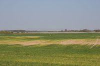 Белый аист - фото на поле