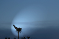 Фото летящего аиста возле гнезде