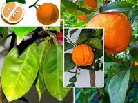 Фото апельсина с горько - кислыми плодами