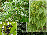 Дерево Бархат: фото листьев некоторых видов, незначительно отличающихся между собой