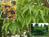 Фото листьев и дерева Бархата амурского