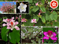 Цветущее вечнозеленое растение: Баугиния (орхидное дерево, баухиния)