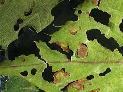 Клястероспориоз фото, дырчатая пятнистость листьев