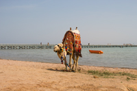 Верблюд на берегу моря в Шарм-эль-шейхе