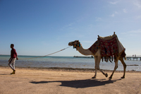 Верблюд, бедуин и море