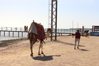 Верблюд, море, пляж