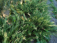 На фото можжевельник Juniperus sabina Variegata