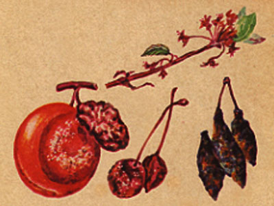 Монилиоз вишни фото