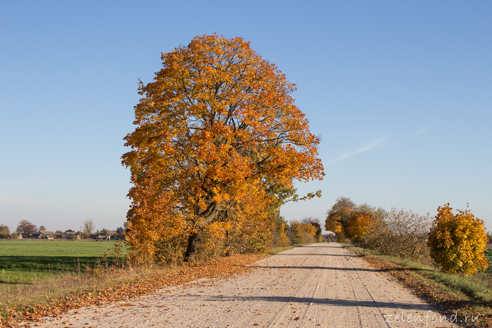 Фото: Осень в деревне | Осенний пейзаж в деревне | Фото осенних деревенских  пейзажей