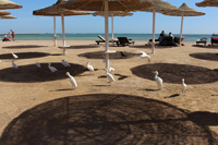 Египетские цапли на пляже Шармель шейха