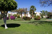 Экзотические деревья и кустарники в отеле Шарм-эль-шейха