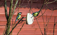 синица: фото птицы для детей 