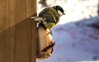 птичка синичка: фото птицы синицы зимой
