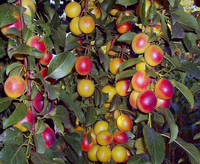 Фото плодов и листьев алычи