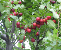 Фото алычи - сливы вишненосной