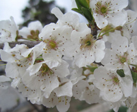 Фото алычи - сливы вишненосной